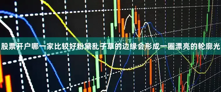 股票开户哪一家比较好粉黛乱子草的边缘会形成一圈漂亮的轮廓光